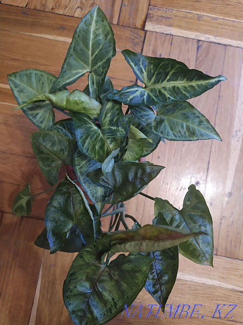 I change flowers for flowers Almaty - photo 5