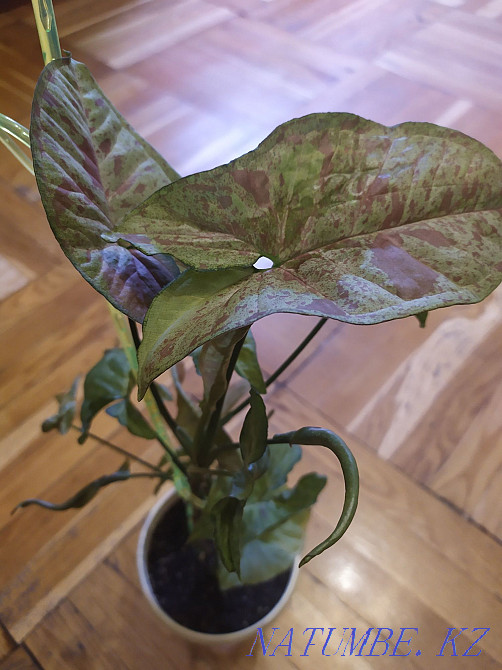 I change flowers for flowers Almaty - photo 1