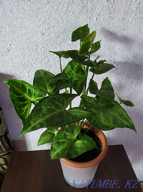 I change flowers for flowers Almaty - photo 2