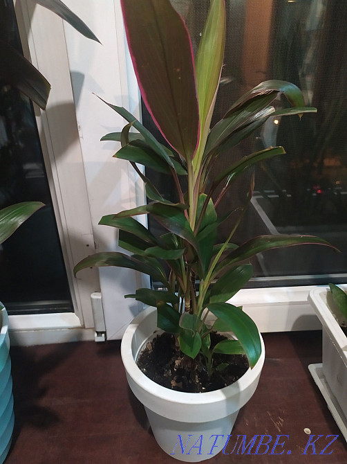 I change flowers for flowers Almaty - photo 6