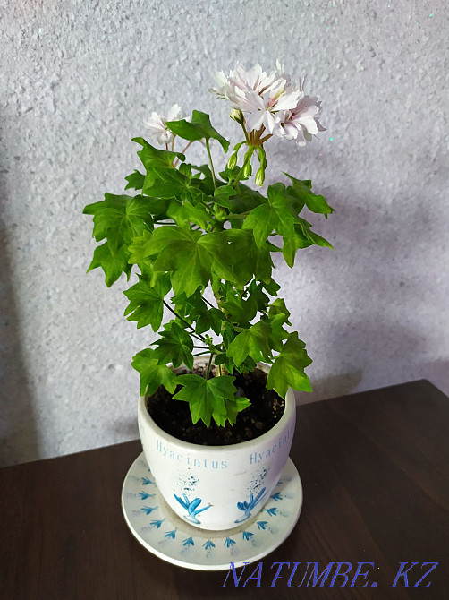 I change flowers for flowers Almaty - photo 4