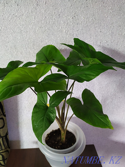 I change flowers for flowers Almaty - photo 3