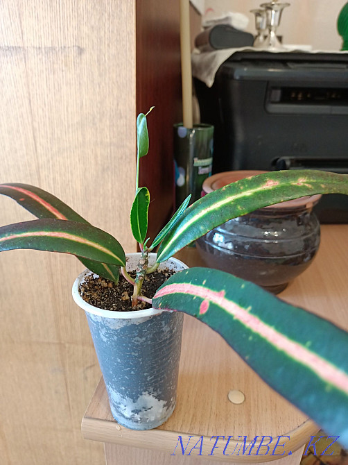 Отросток Кротона "мать и дочка" Павлодар - изображение 2