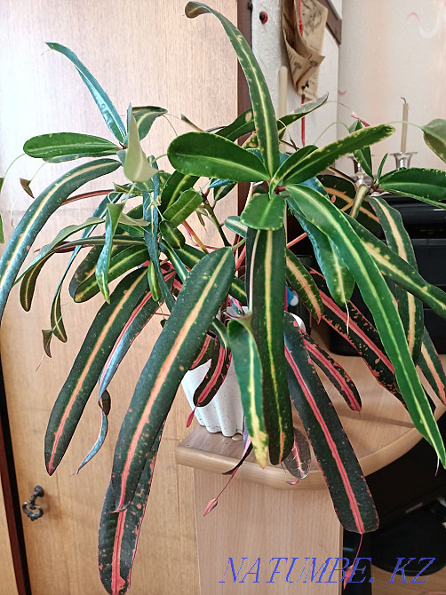 Отросток Кротона "мать и дочка" Павлодар - изображение 3