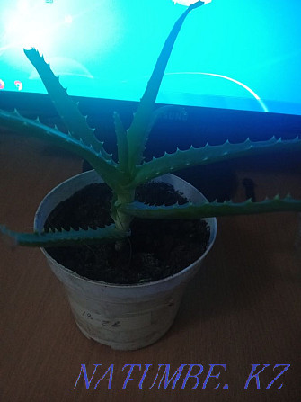 Aloe. 1 year Ust-Kamenogorsk - photo 2