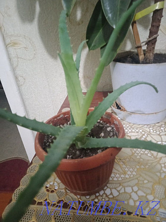 Aloe. 1 year Ust-Kamenogorsk - photo 1