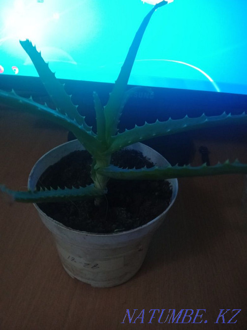 Aloe. 1 year Ust-Kamenogorsk - photo 2