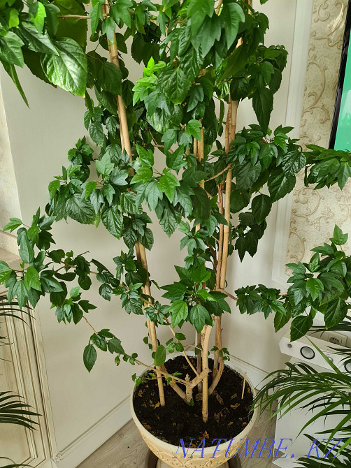 I will sell a hibiscus well-groomed, beautiful. Almaty - photo 3