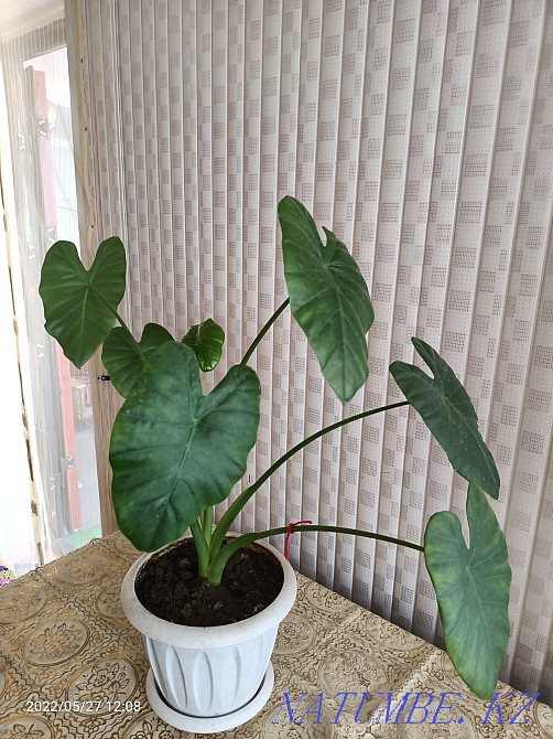 Indoor flowers for sale Taldykorgan - photo 2