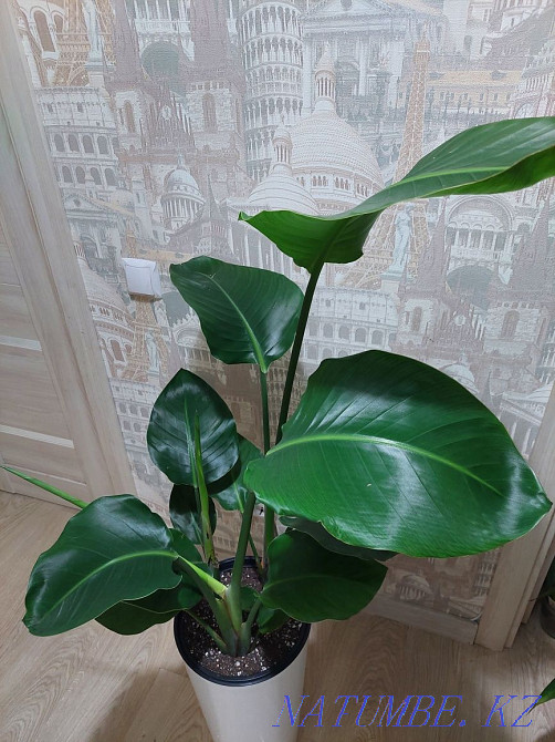 Цветы для офисов и гостиниц Астана - изображение 4