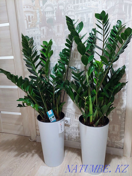 Цветы для офисов и гостиниц Астана - изображение 1