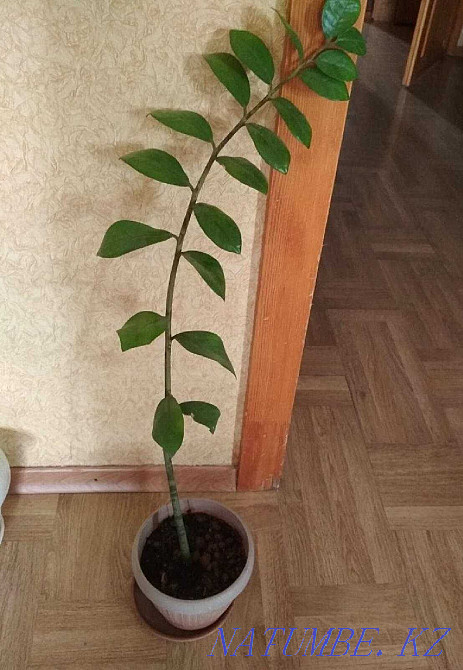 Жабық гүл 1200 тг  Көкшетау - изображение 1