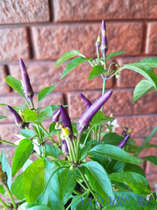 room pepper Taldykorgan - photo 2