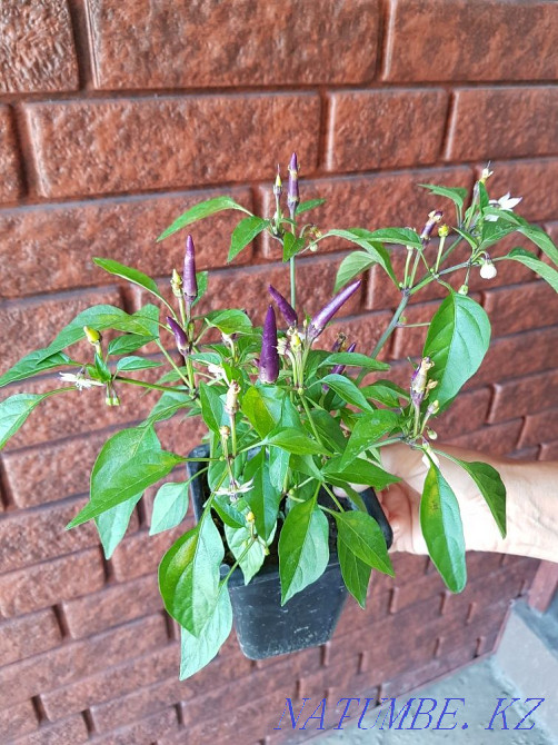 room pepper Taldykorgan - photo 1