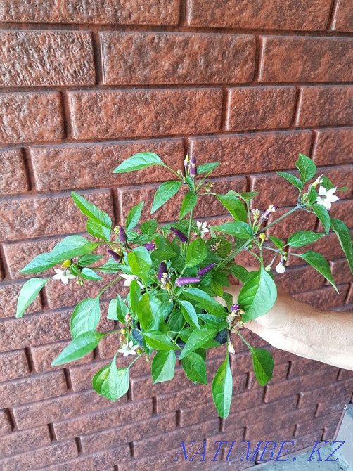 room pepper Taldykorgan - photo 3