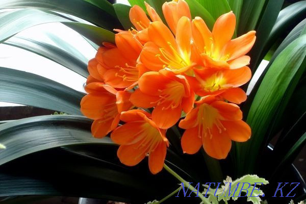 I will sell the plant "Clivia" Almaty - photo 1