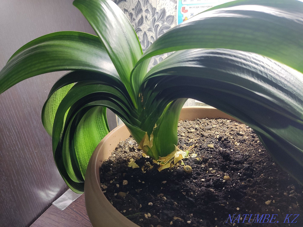 I will sell the plant "Clivia" Almaty - photo 2