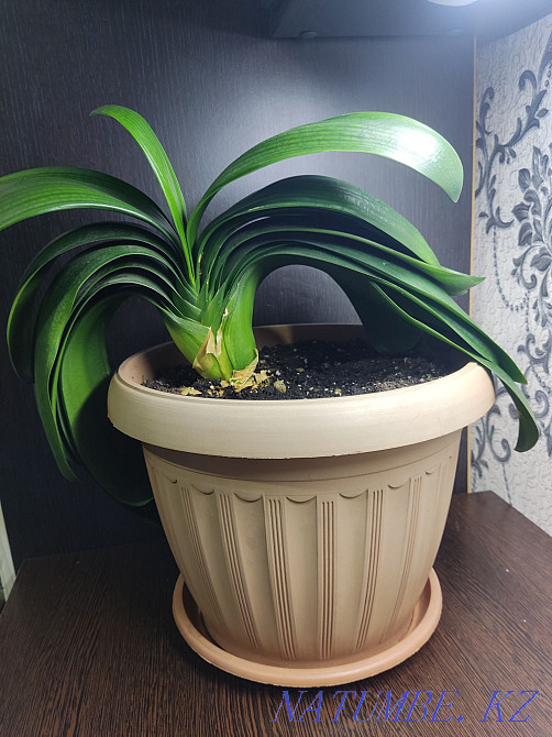 I will sell the plant "Clivia" Almaty - photo 3