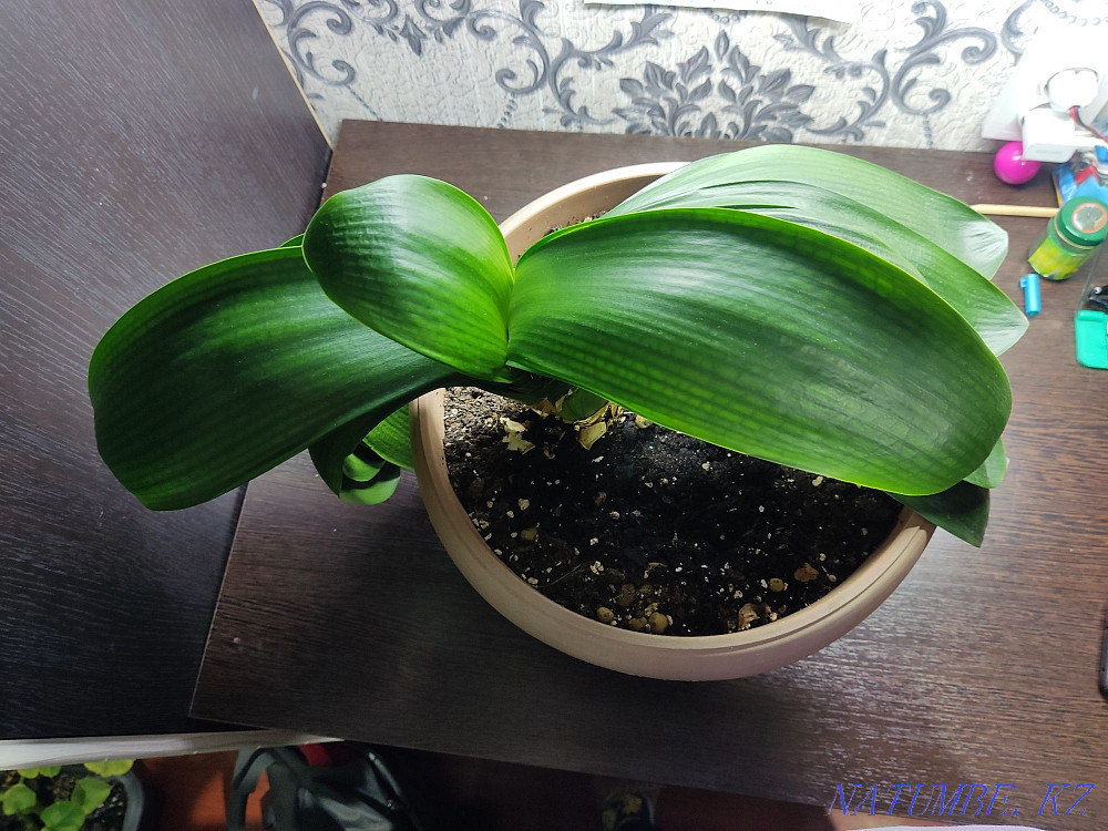 I will sell the plant "Clivia" Almaty - photo 4