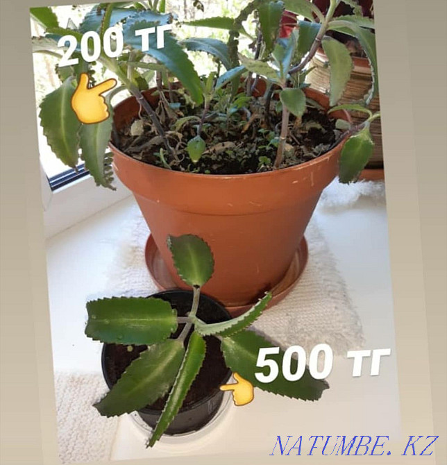 Kalanchoe processes Oral - photo 2