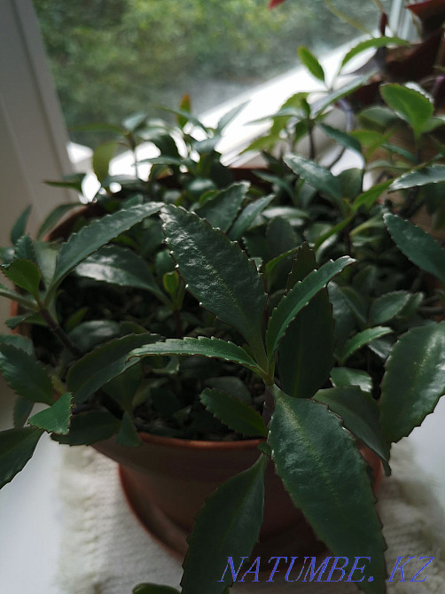 Kalanchoe processes Oral - photo 1