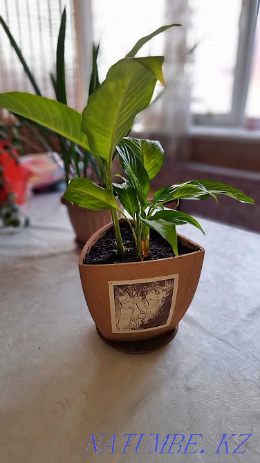 Flowers for apartments and offices Almaty - photo 5