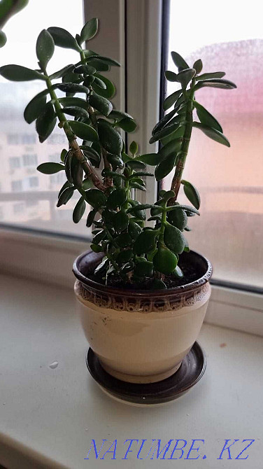 Flowers for apartments and offices Almaty - photo 6