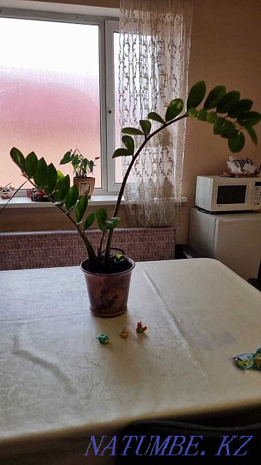 Flowers for apartments and offices Almaty - photo 8