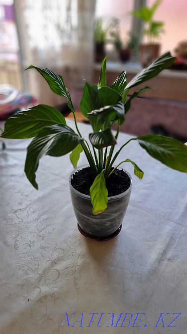 Flowers for apartments and offices Almaty - photo 3