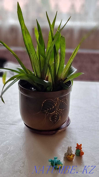 Flowers for apartments and offices Almaty - photo 7