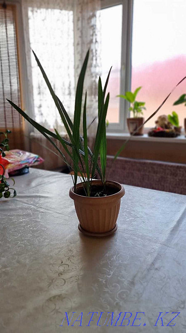 Flowers for apartments and offices Almaty - photo 4