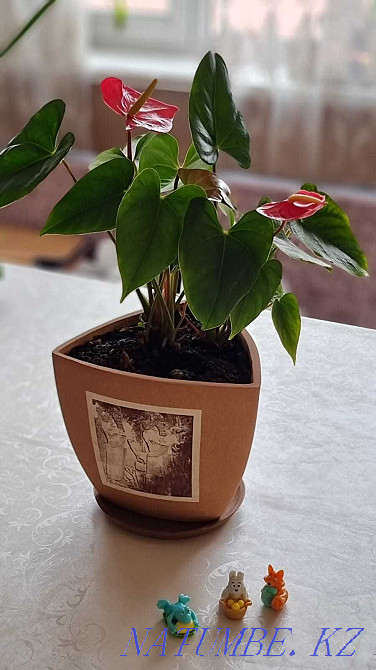 Flowers for apartments and offices Almaty - photo 1