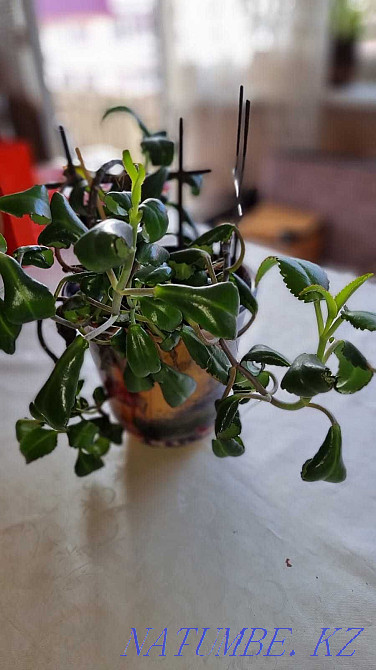 Flowers for apartments and offices Almaty - photo 2