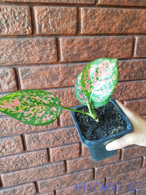 Aglonema room Taldykorgan - photo 1