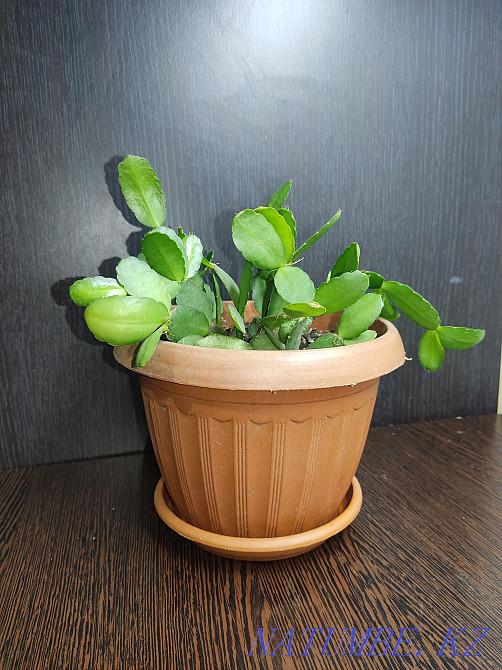 Мен "Декабрист" гүлін сатамын.  Алматы - изображение 1