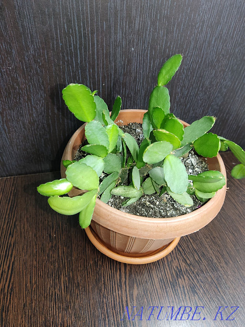 Мен "Декабрист" гүлін сатамын.  Алматы - изображение 2