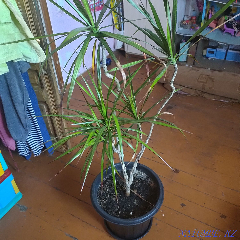 Продам драцену . Балхаш - изображение 1