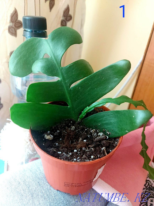 I sell cuttings. Astana - photo 1