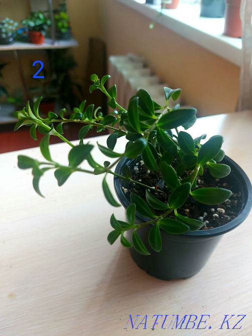 I sell cuttings. Astana - photo 2