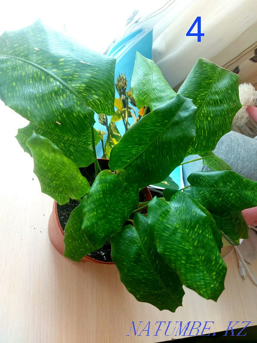 I sell cuttings. Astana - photo 4