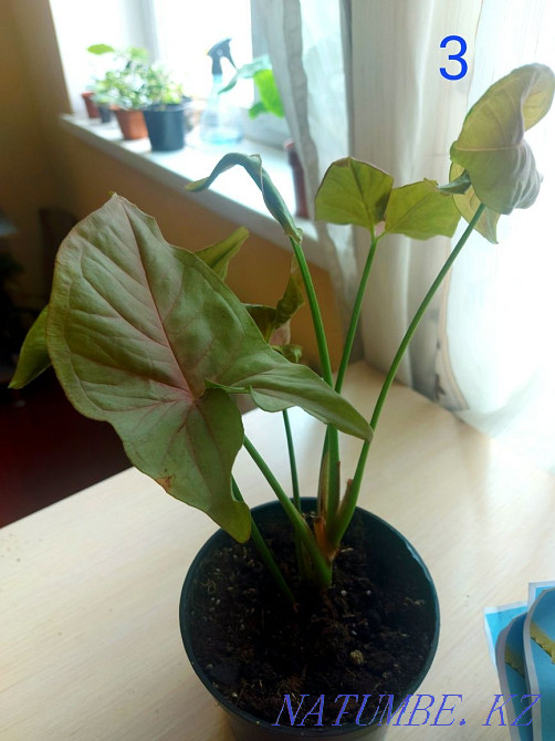 I sell cuttings. Astana - photo 3