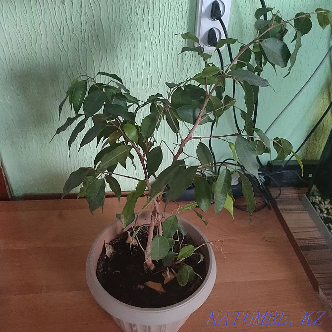 Ficus Berjamina for sale Balqash - photo 1
