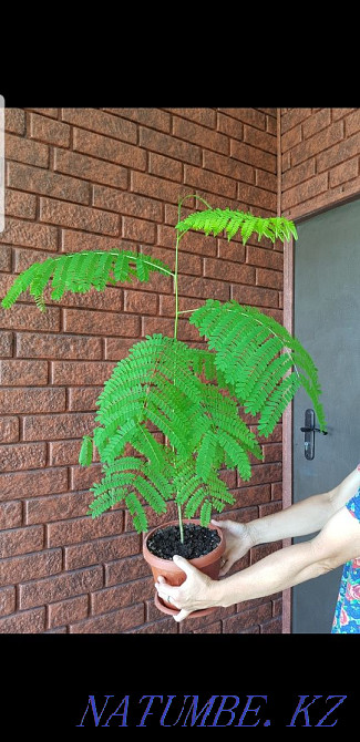 Делоникс комнатный Талдыкорган - изображение 2