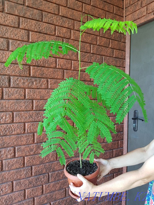 Делоникс комнатный Талдыкорган - изображение 1