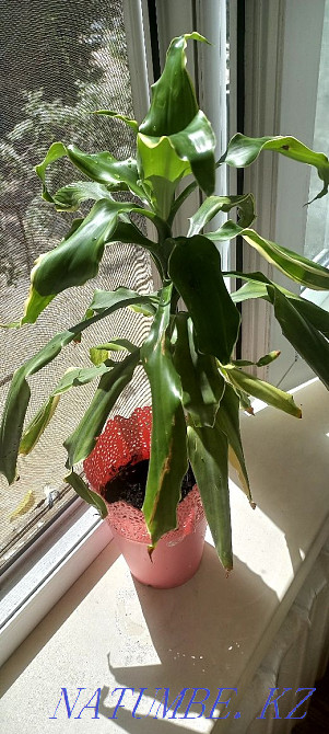 Dracaena with a pot Semey - photo 3