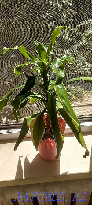 Dracaena with a pot Semey - photo 2