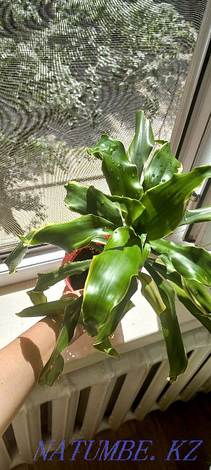 Dracaena with a pot Semey - photo 1