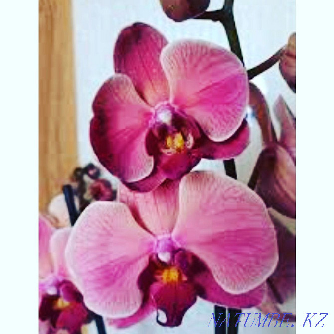 Орхидея сорттарын сатыңыз Жарсуат - изображение 1