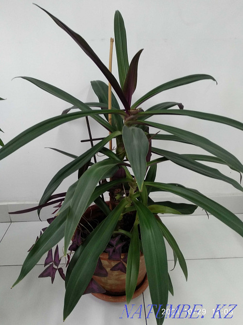 Шикарная композиция- рео и Оксалис вместе! Алматы - изображение 3