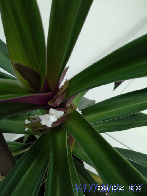 Шикарная композиция- рео и Оксалис вместе! Алматы - изображение 5